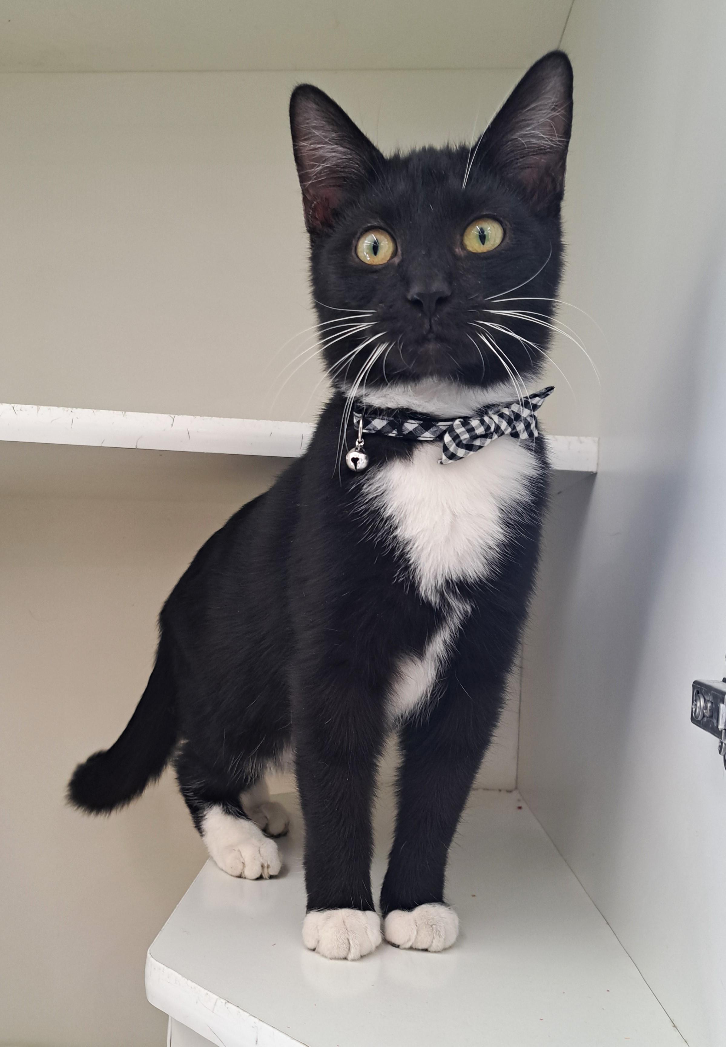 Enlarge Brady, a Adoptable Tuxedo in New Albany, OH image 6/6