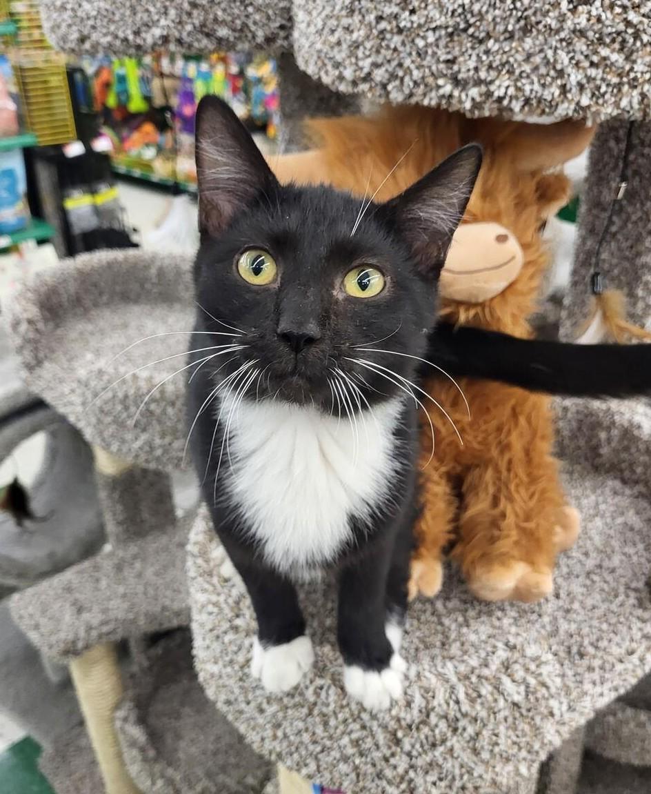 Enlarge Brady, a Adoptable Tuxedo in New Albany, OH image 2/6