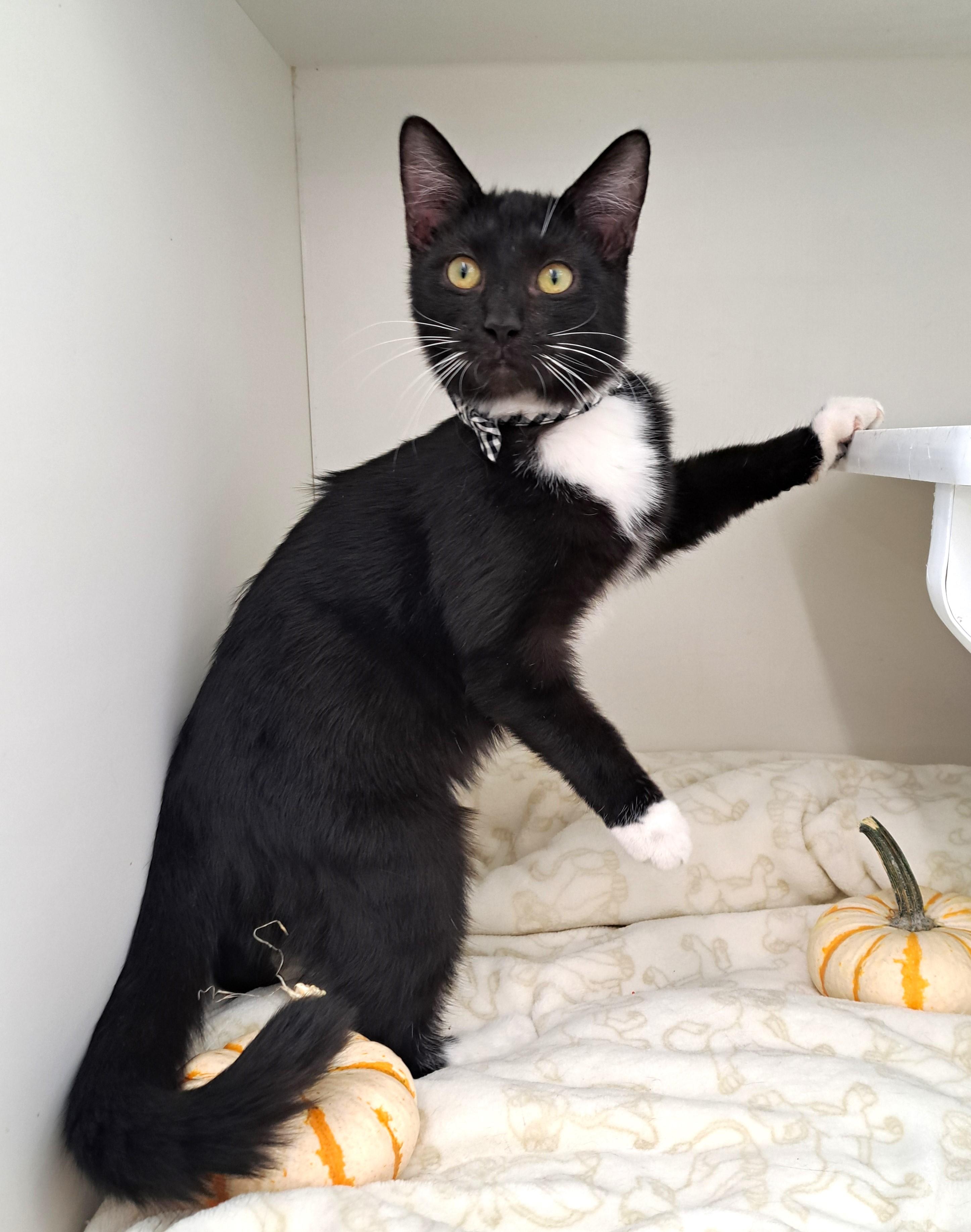 Enlarge Brady, a Adoptable Tuxedo in New Albany, OH image 3/6