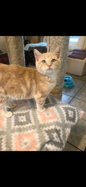 OLEANDER (part of the "FLOWER" litter), adopted, Kitten Male Domestic Short Hair.