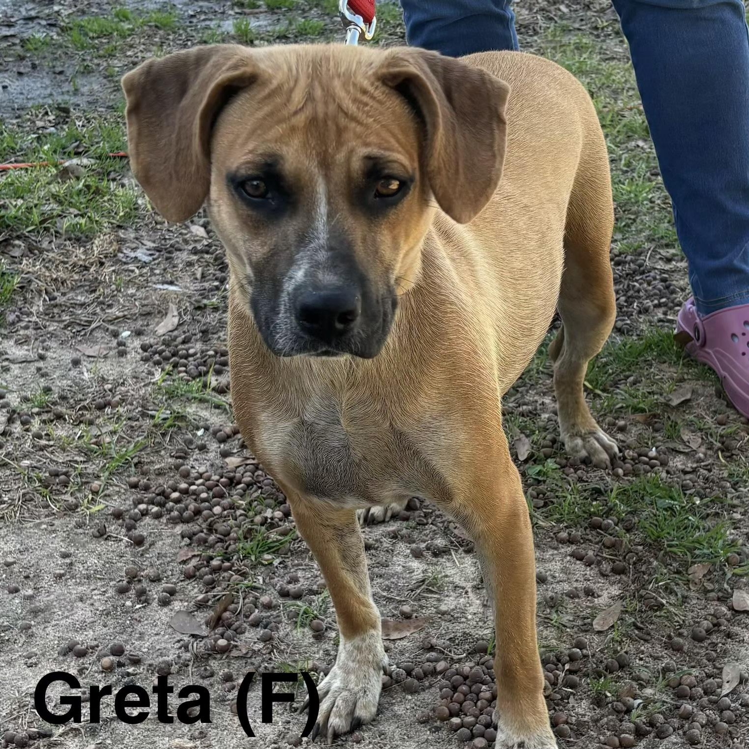 Enlarge Greta, a ADOPTABLE mixed breed in Parma, OH image 1/1