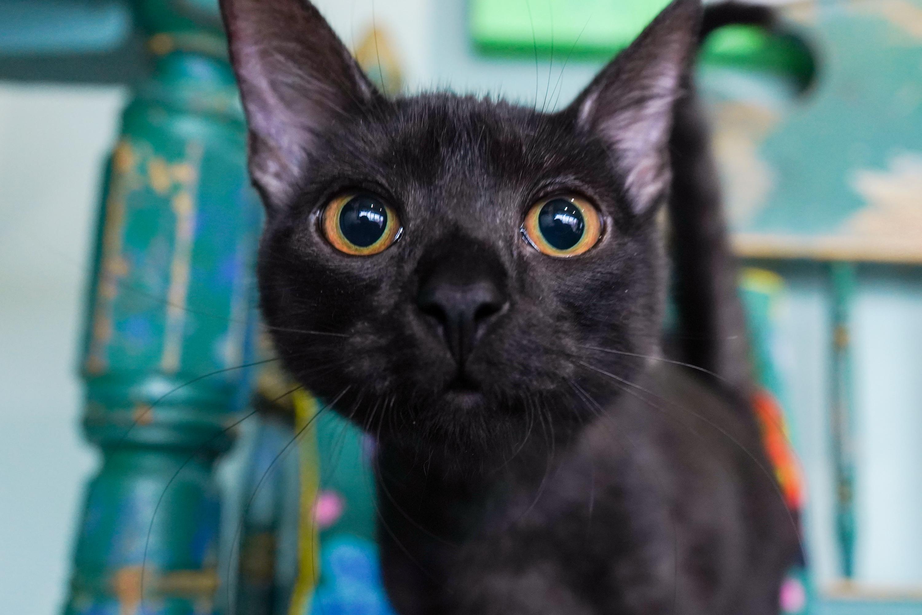 Jiji, Adoptable, Kitten Female Domestic Short Hair & Domestic Short Hair.