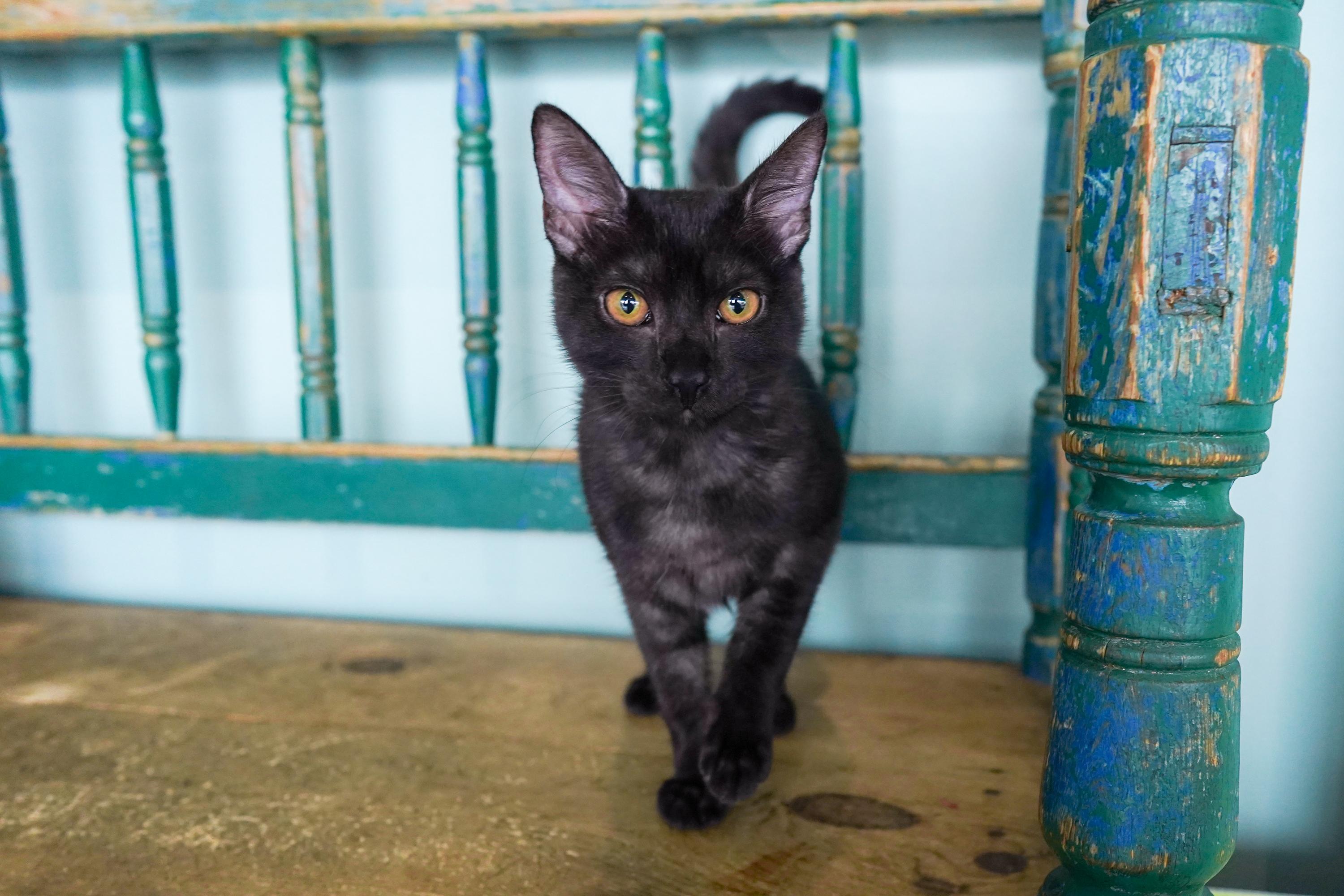 Enlarge Jiji, a Adoptable mixed breed in San Antonio, TX image 3/5