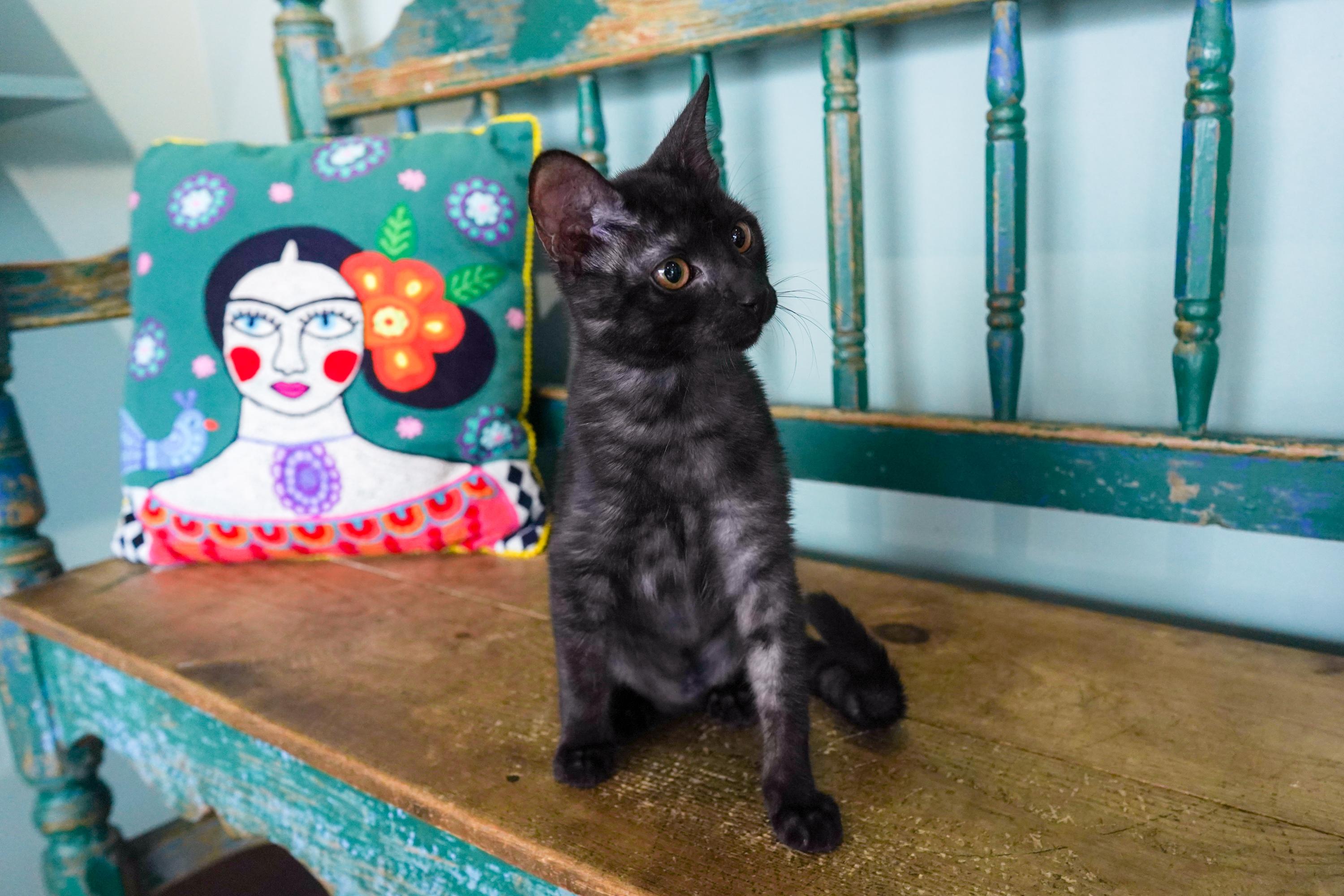 Enlarge Jiji, a Adoptable mixed breed in San Antonio, TX image 4/5