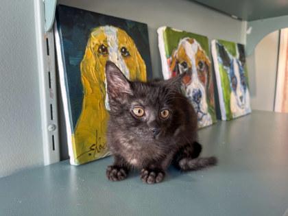 Enlarge Jiji, a Adoptable mixed breed in San Antonio, TX image 5/5