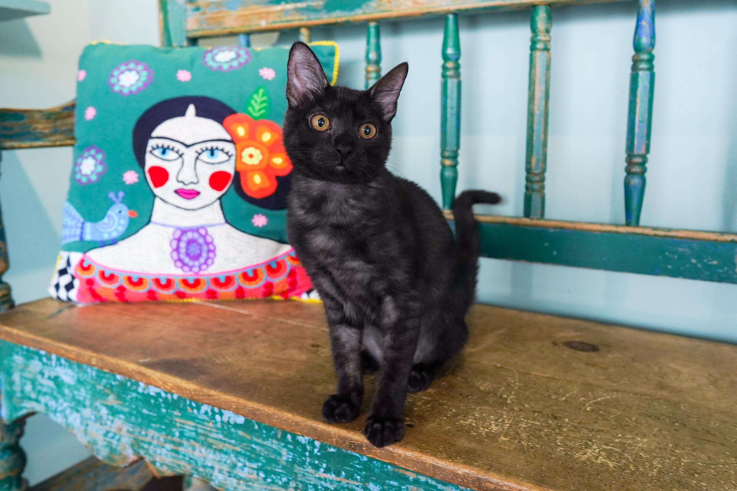 Enlarge Jiji, a Adoptable mixed breed in San Antonio, TX image 2/5