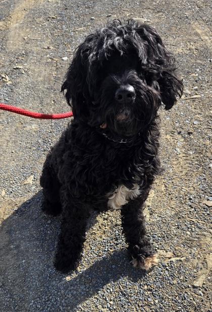 Enlarge Kali, a Adoptable Portuguese Water Dog in Malvern, PA image 1/3