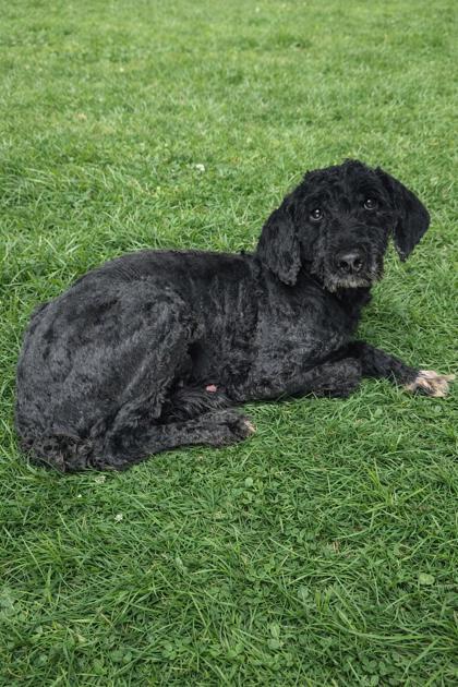 Enlarge Kali, a Adoptable Portuguese Water Dog in Malvern, PA image 2/3