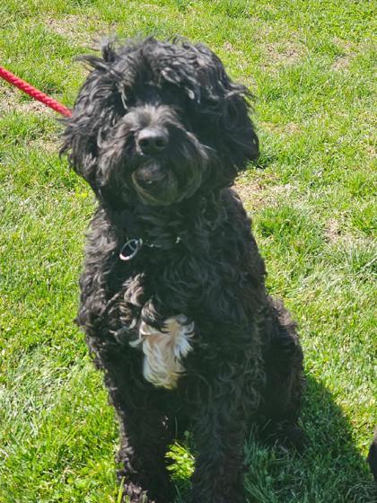 Enlarge Kali, a Adoptable Portuguese Water Dog in Malvern, PA image 3/3