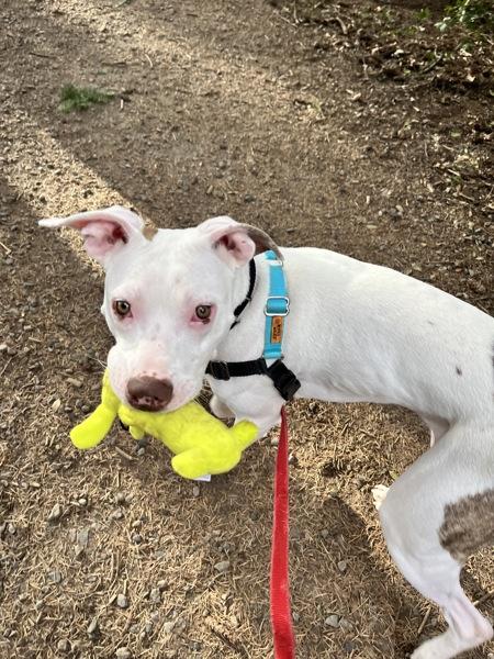 Cleo, Adoptable, Young Female Pit Bull Terrier.