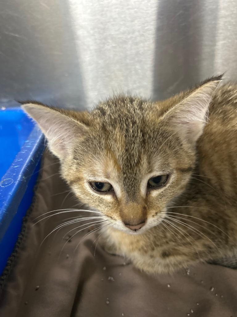 Enlarge Love Nugget, an adopted mixed breed in Bryan, OH image 1/1