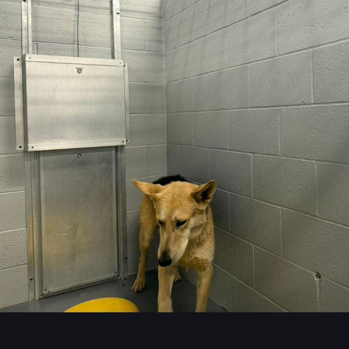 Enlarge Jayceson, a Adoptable German Shepherd Dog in Kingman, AZ image 1/1