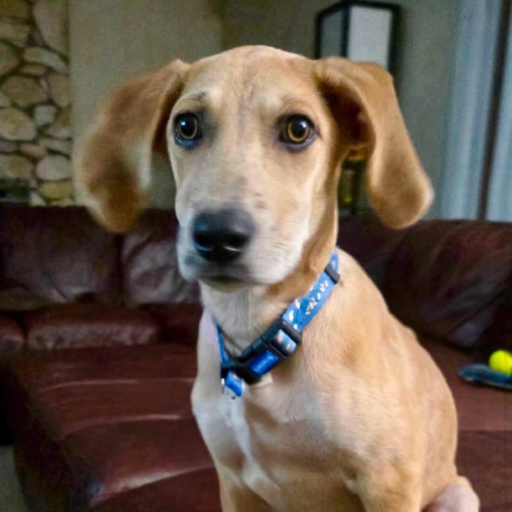 Pumpkin, Adoptable, Puppy Female Hound & Mixed Breed.