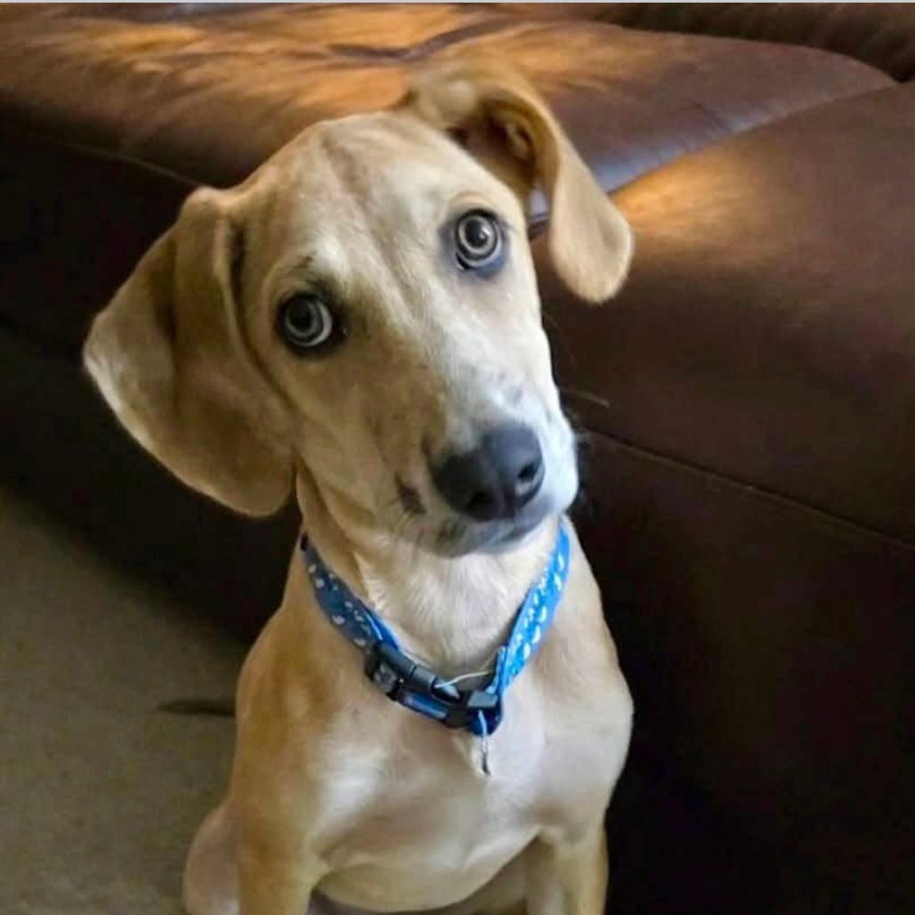 Enlarge Pumpkin, a Adoptable mixed breed in Joliet, IL image 2/2