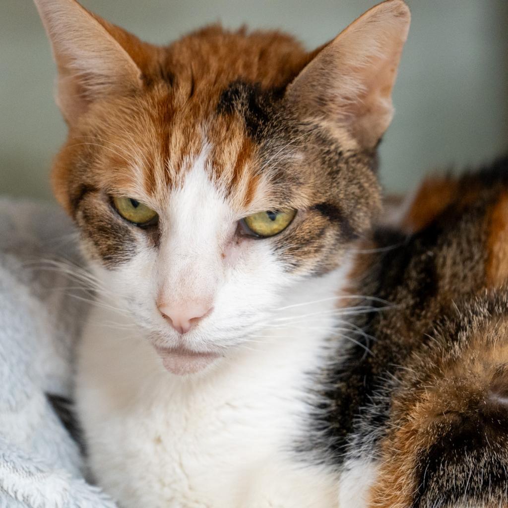 Lahaina, Adoptable, Senior Female Domestic Short Hair.