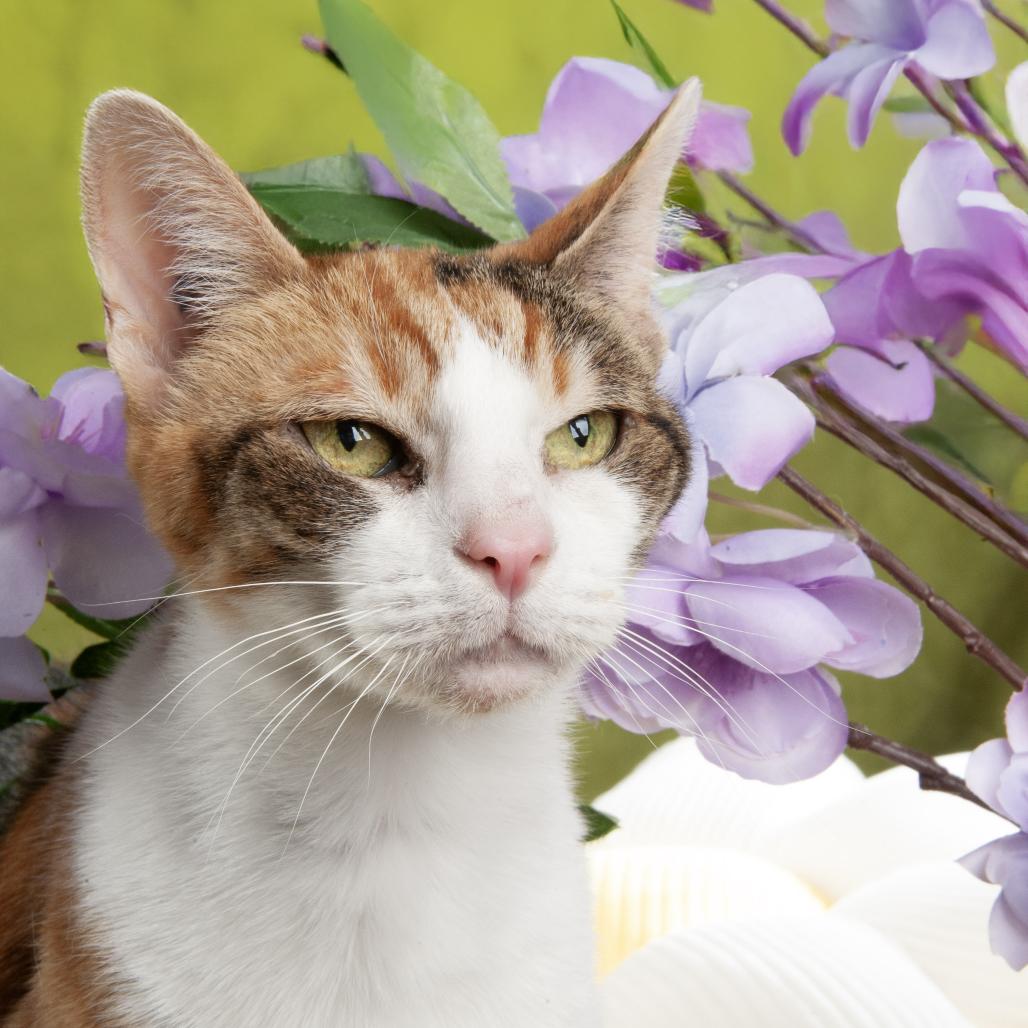 Lahaina, a Adoptable Domestic Short Hair in Durango, CO image 2/2