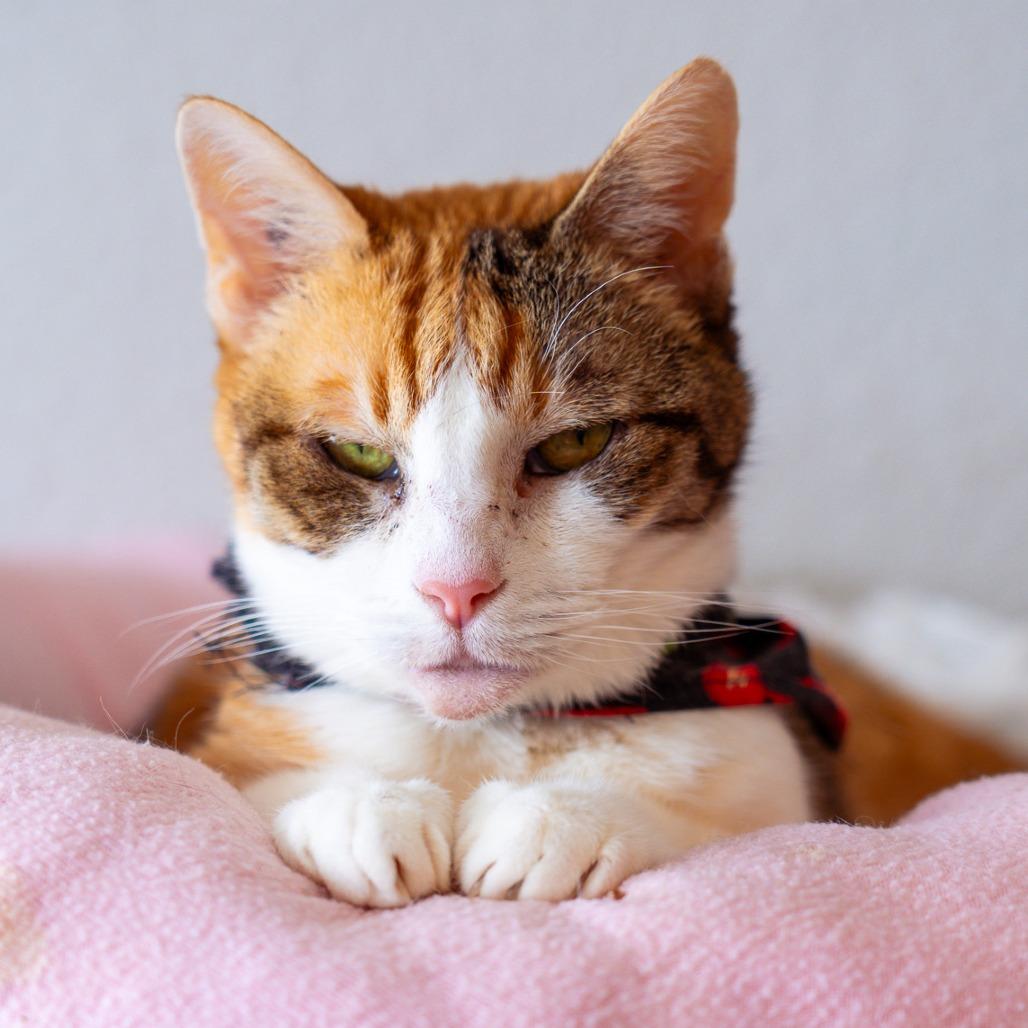 Enlarge Lahaina, a Adoptable Domestic Short Hair in Durango, CO image 3/3