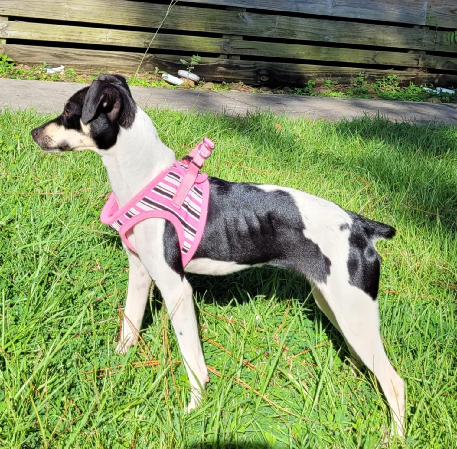 Lola, adopted, Young Female Rat Terrier.