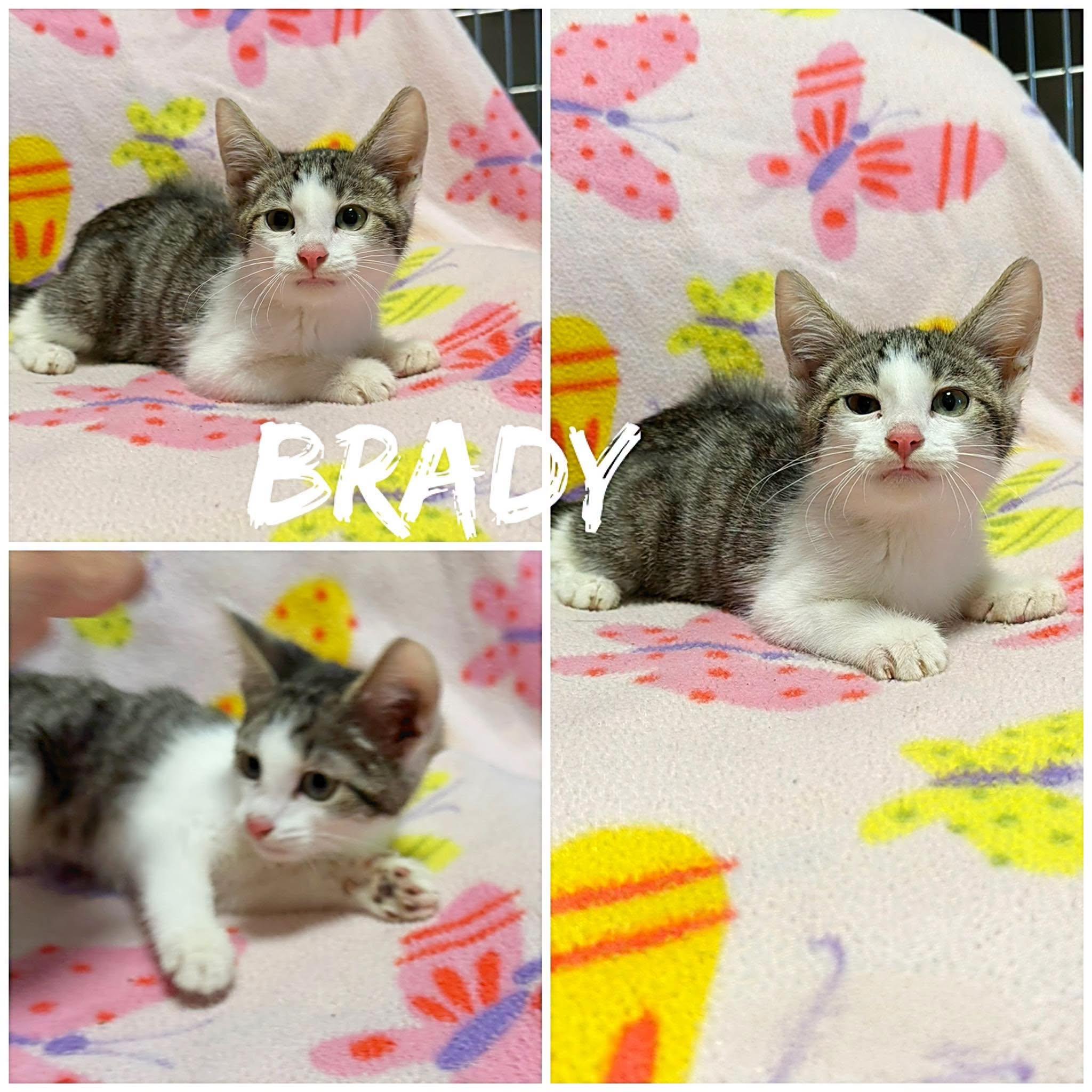 Brady, a ADOPTABLE Domestic Short Hair in Saint James, MO image 2/2