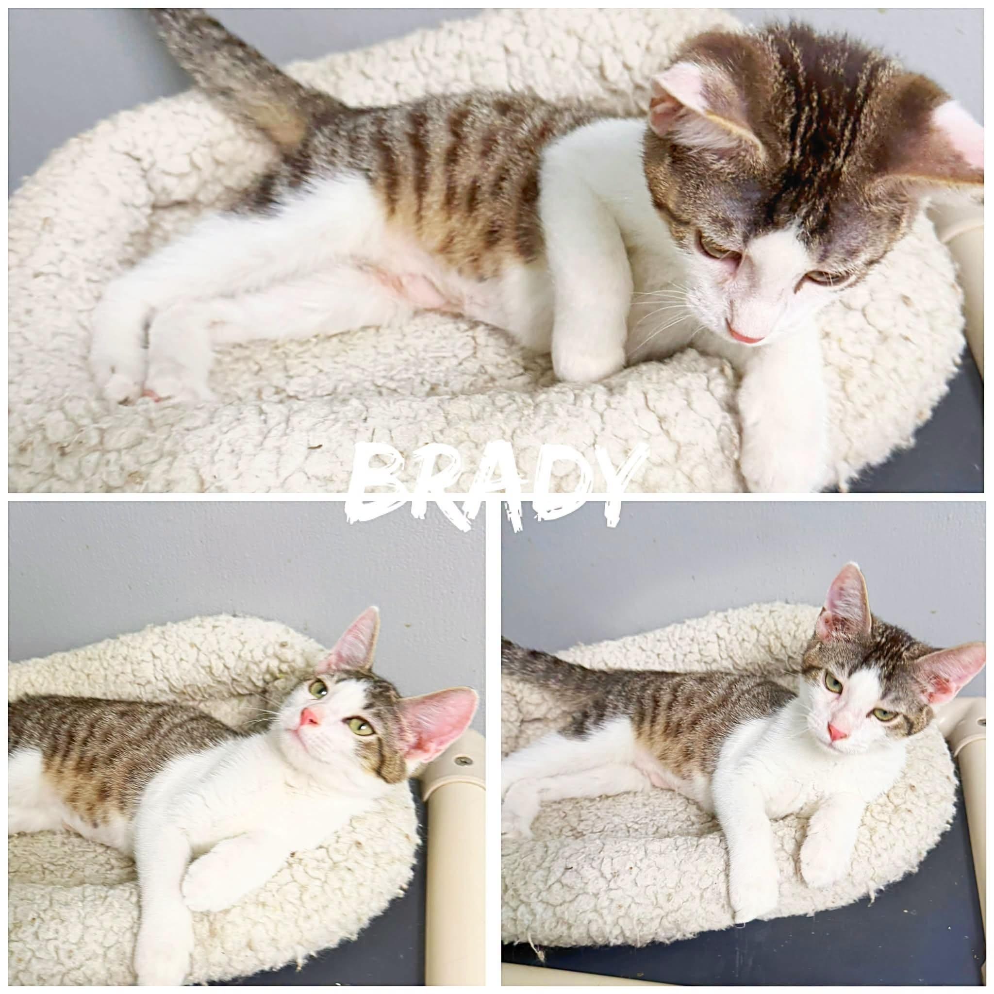 Brady, ADOPTABLE, Kitten Male Domestic Short Hair.