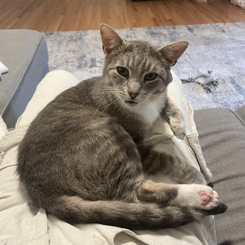 Aston Martin, a Adoptable Domestic Short Hair in Evanston, IL image 1/3