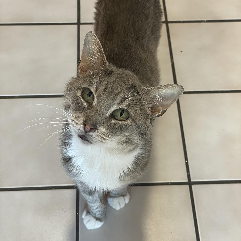 Aston Martin, Adoptable, Adult Male Domestic Short Hair.