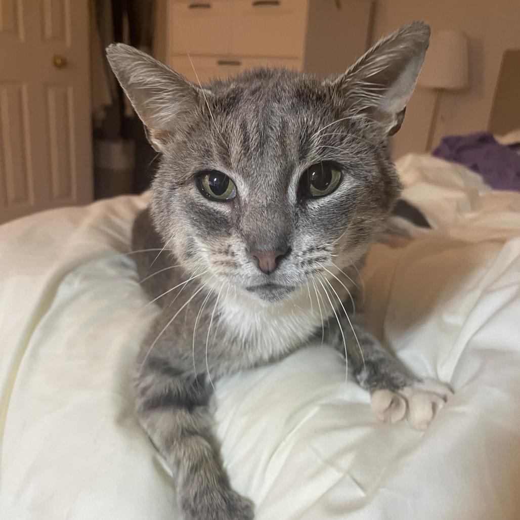 Aston Martin, a Adoptable Domestic Short Hair in Evanston, IL image 3/3