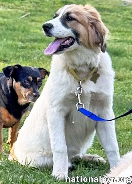Lacey in TN - Loves to Play & Get Pets