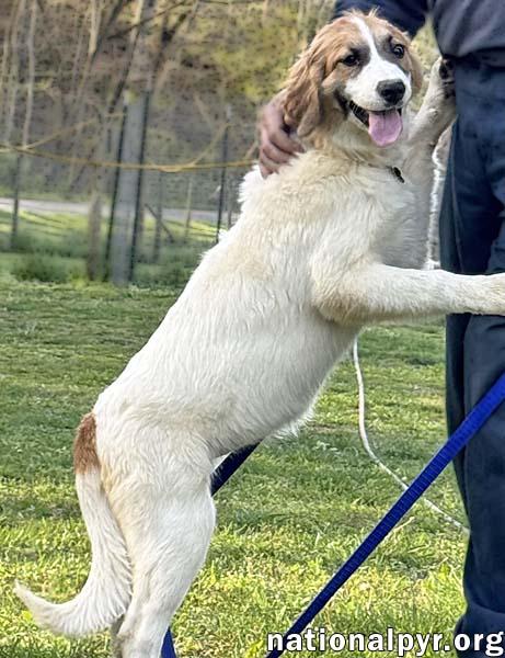 Lacey in TN - Loves to Play & Get Pets