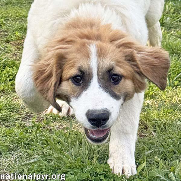 Lacey in TN - Loves to Play & Get Pets