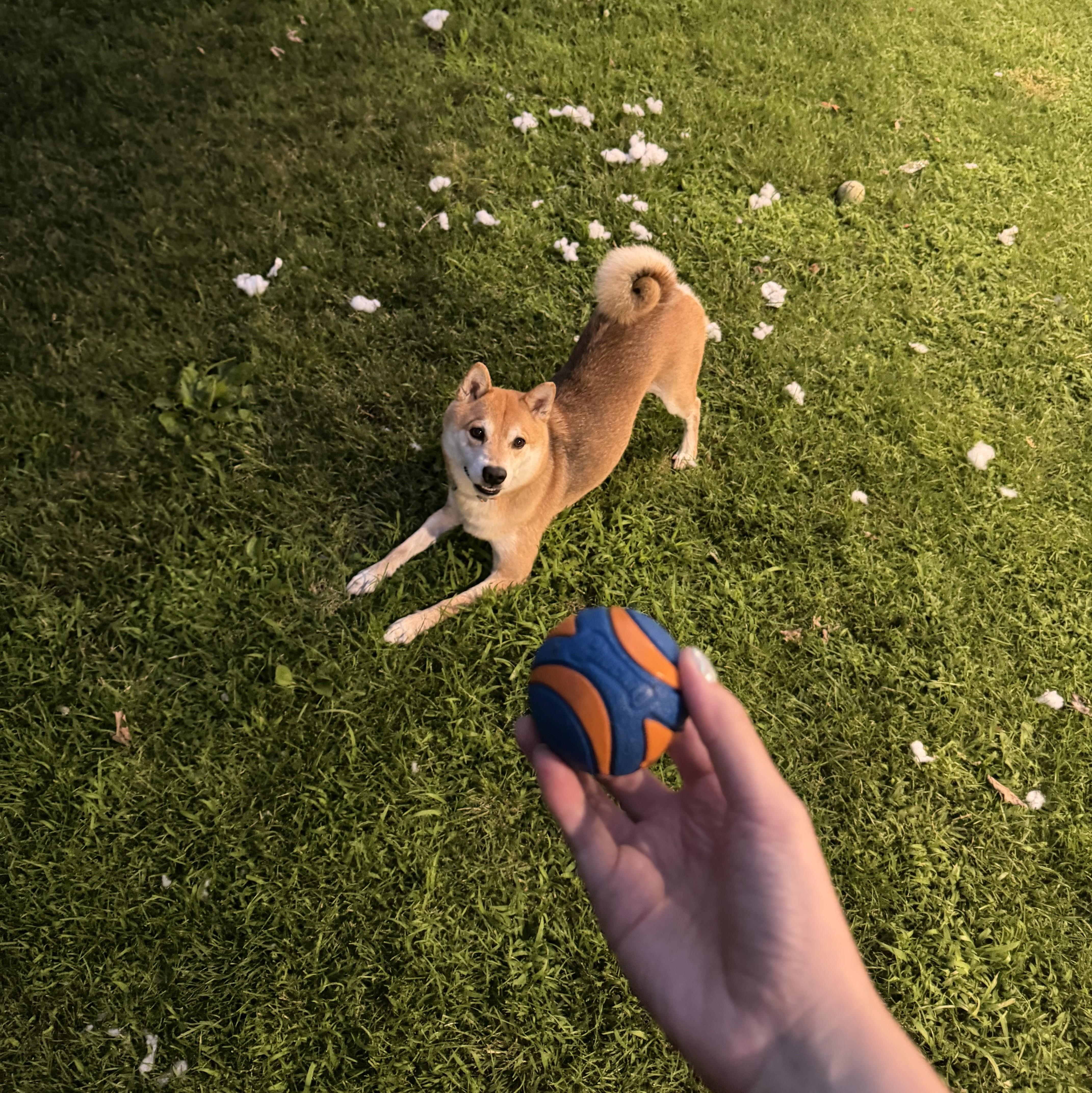 Enlarge Max, a ADOPTABLE Shiba Inu in Jonesburg, MO image 4/6