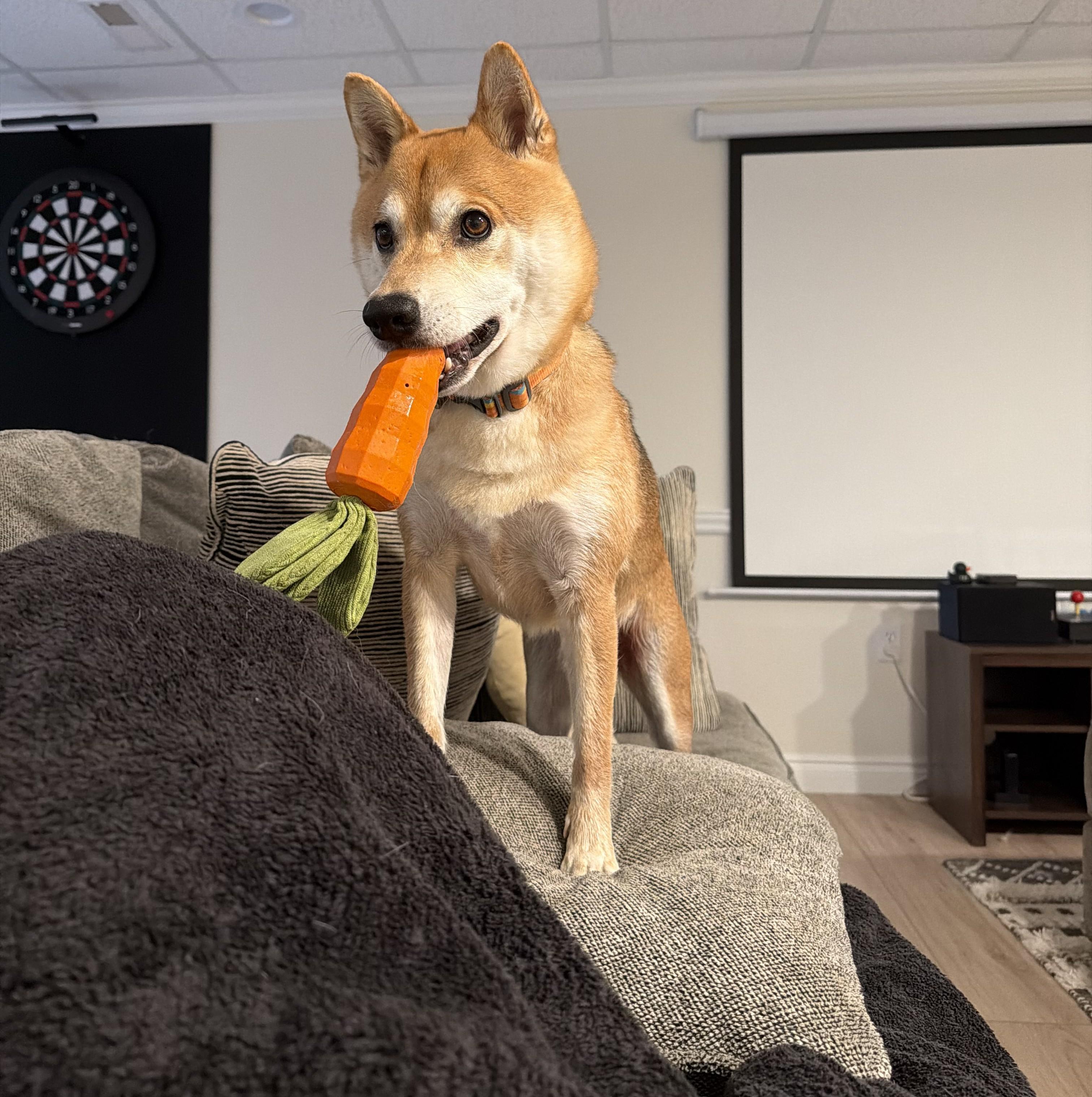 Enlarge Max, a ADOPTABLE Shiba Inu in Jonesburg, MO image 3/6