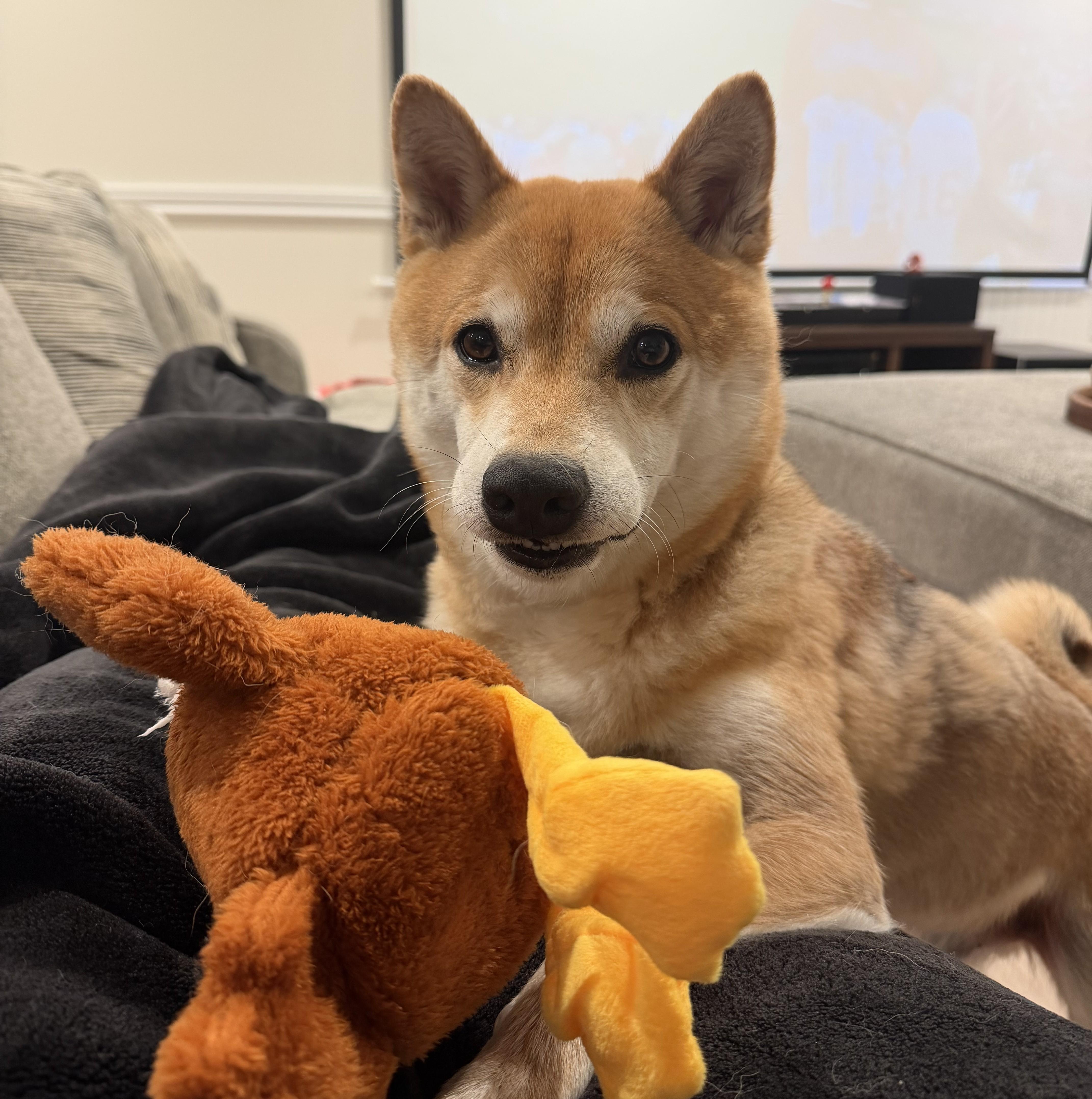 Enlarge Max, a ADOPTABLE Shiba Inu in Jonesburg, MO image 2/6