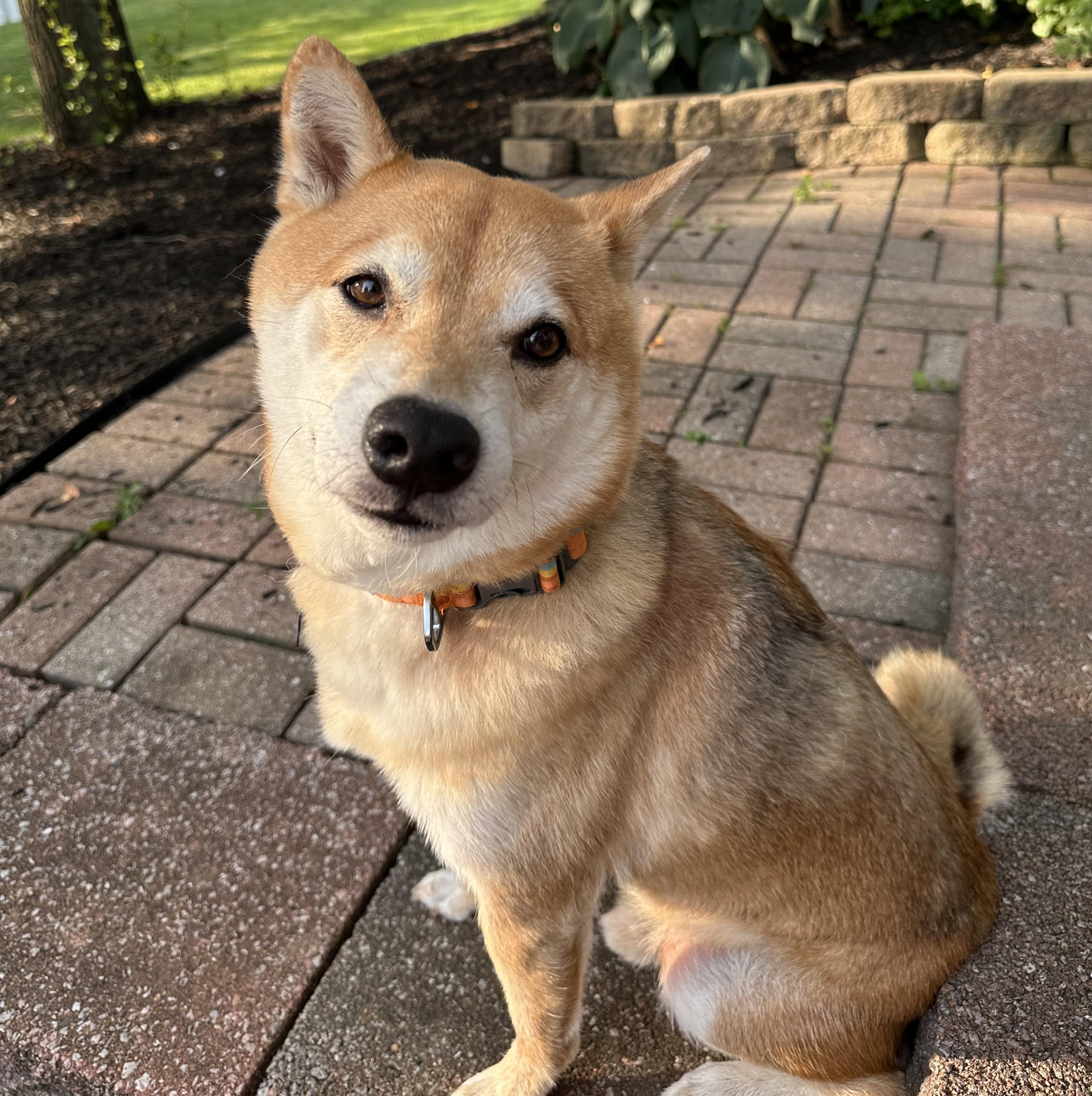 Max, ADOPTABLE, Adult Male Shiba Inu.