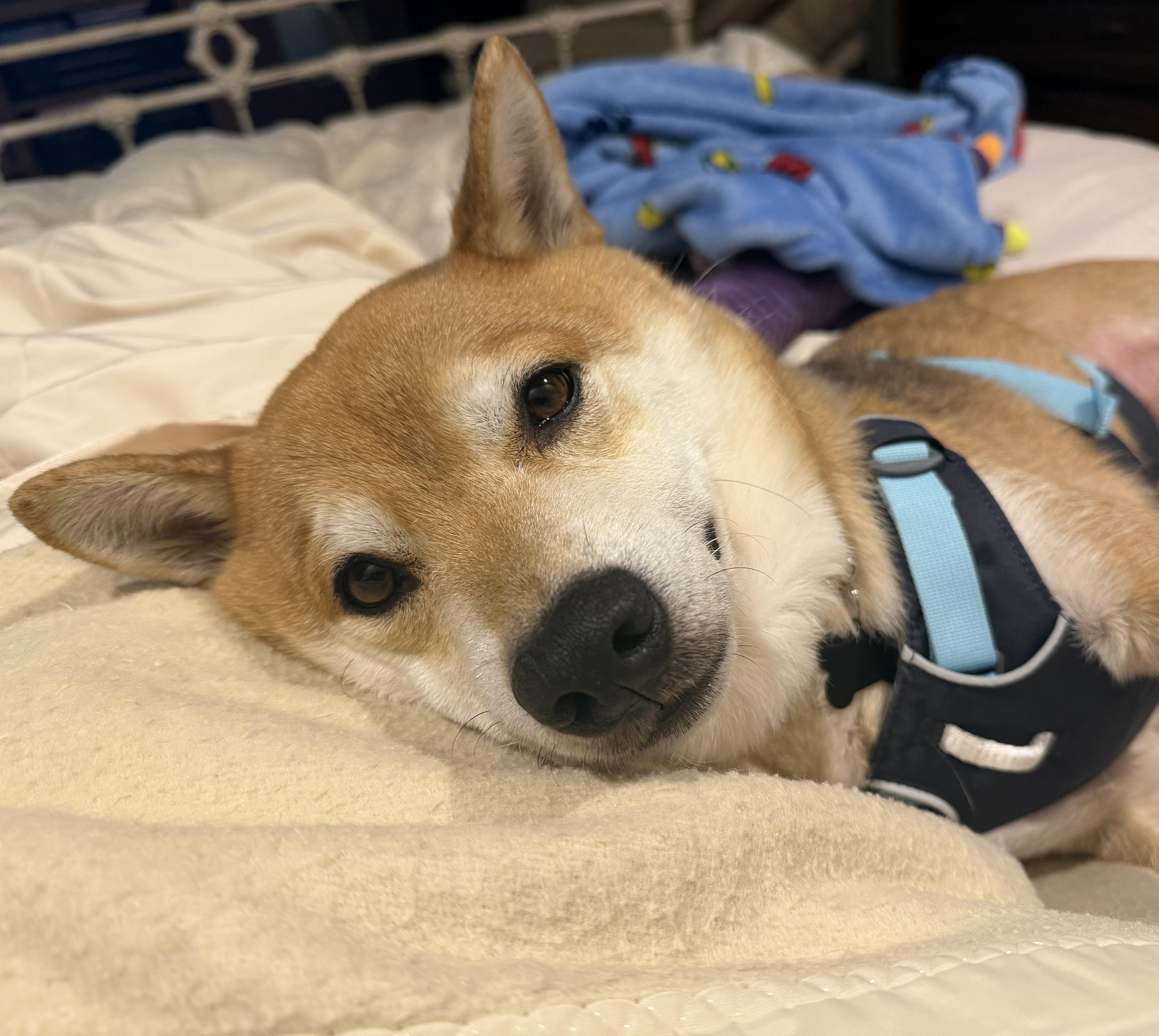 Enlarge Max, a ADOPTABLE Shiba Inu in Jonesburg, MO image 6/6