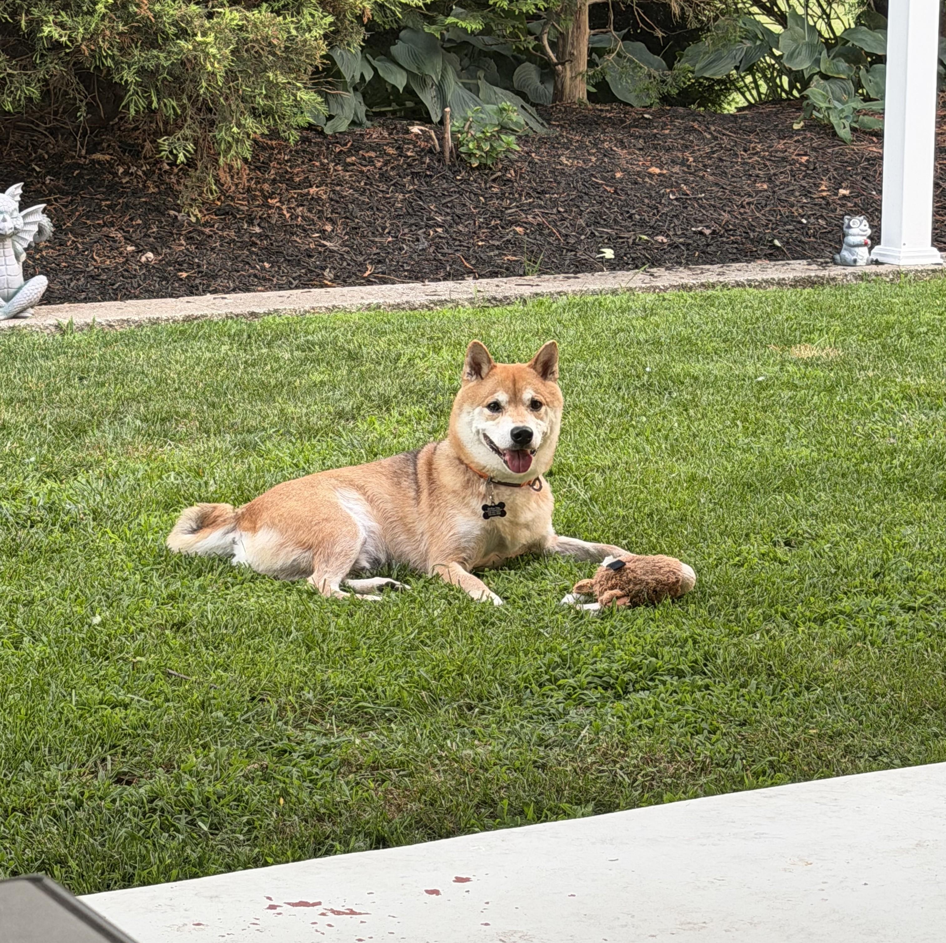 Enlarge Max, a ADOPTABLE Shiba Inu in Jonesburg, MO image 5/6