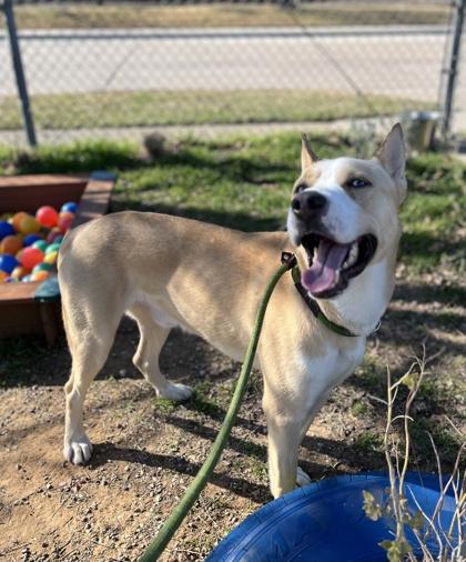 Nelson — thumbnail 2