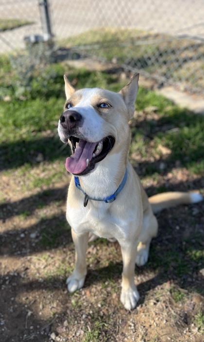 Nelson — thumbnail 3