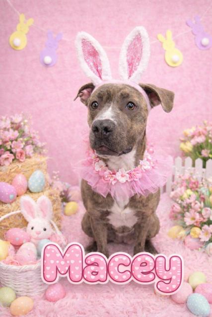 Macey , adoptable, Adult Female American Bulldog.