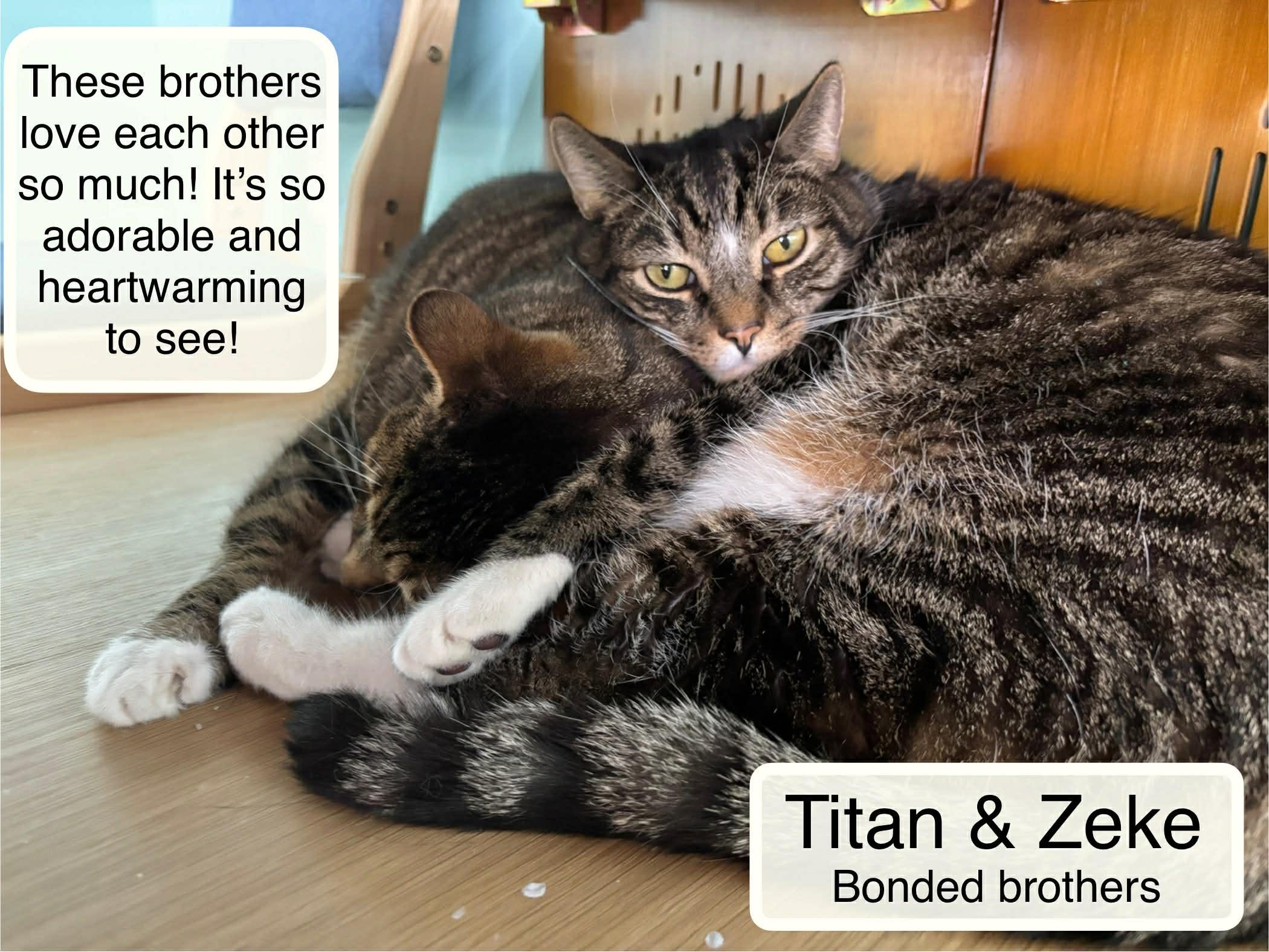 Titan & Zeke at the Luna Cat Collective, Adoptable, Adult Male Domestic Short Hair.