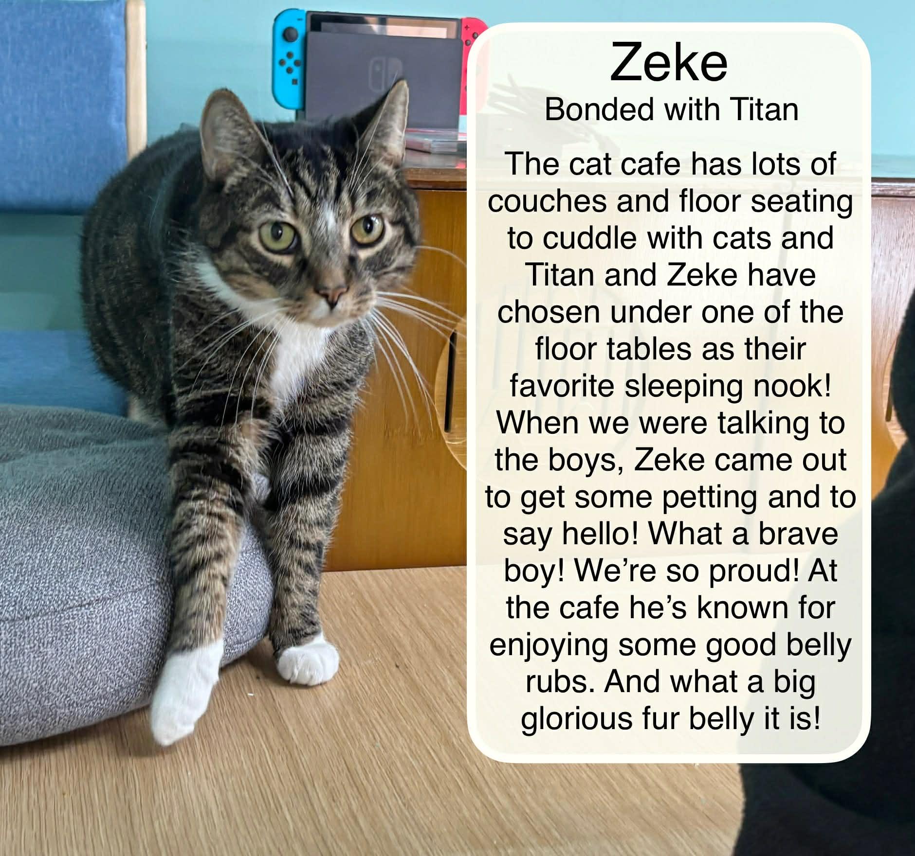 Enlarge Titan & Zeke at the Luna Cat Collective, a Adoptable Domestic Short Hair in Ellicott City, MD image 5/6