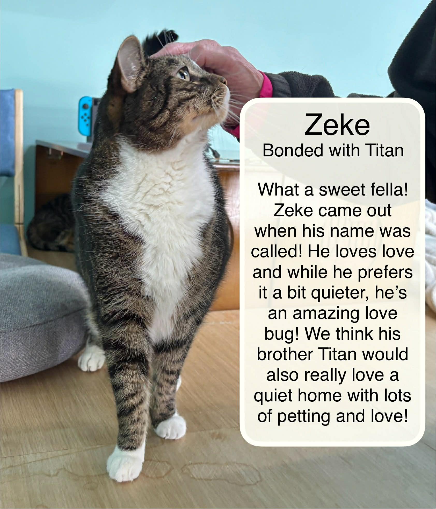 Enlarge Titan & Zeke at the Luna Cat Collective, a Adoptable Domestic Short Hair in Ellicott City, MD image 6/6