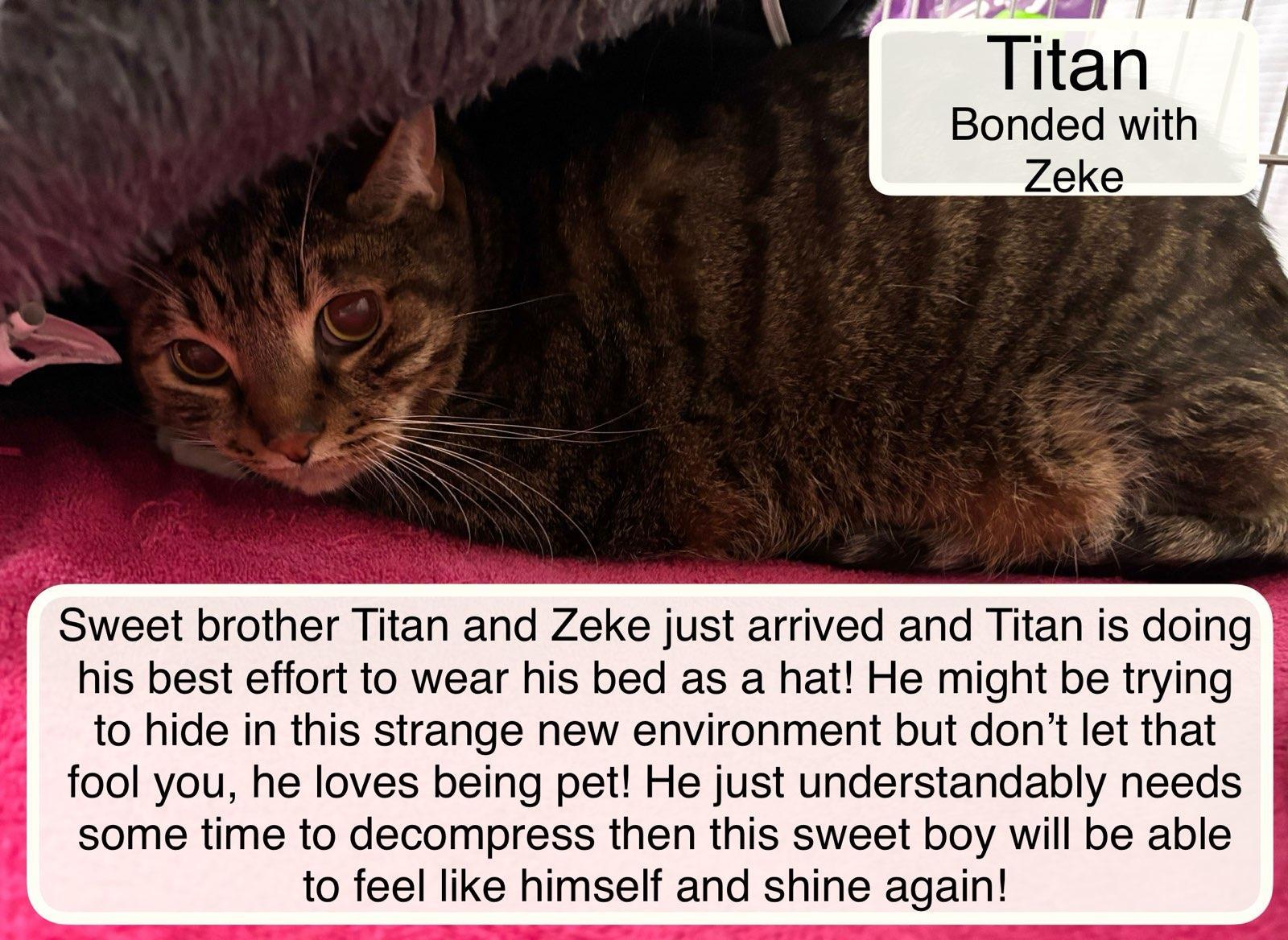 Enlarge Titan & Zeke at the Luna Cat Collective, a Adoptable Domestic Short Hair in Ellicott City, MD image 3/6