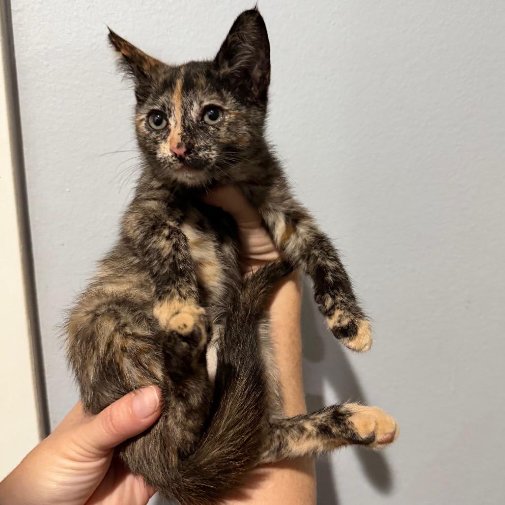 Enlarge Ariel, a Adoptable Domestic Short Hair in Simi Valley, CA image 1/2