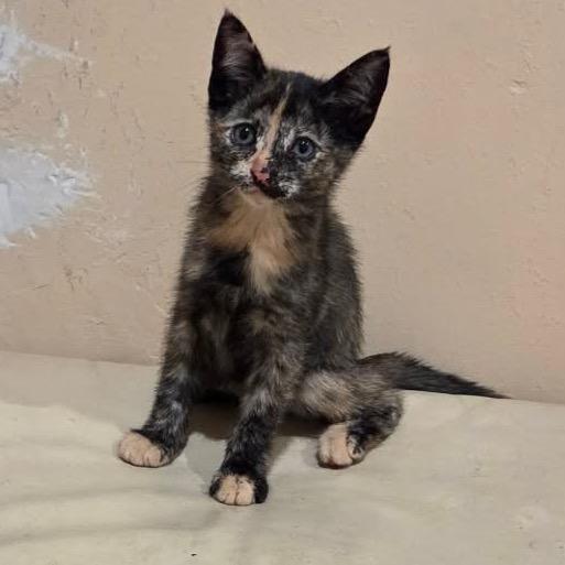 Enlarge Ariel, a Adoptable Domestic Short Hair in Simi Valley, CA image 2/2