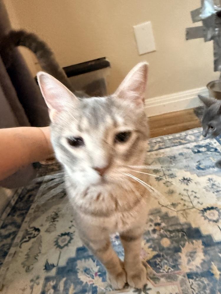 Magic Milo, Adoptable, Young Male Tabby & American Shorthair.