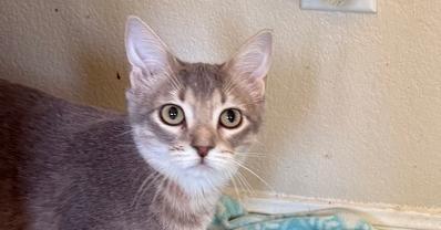 Enlarge Magic Milo, a Adoptable mixed breed in Austin, TX image 2/5