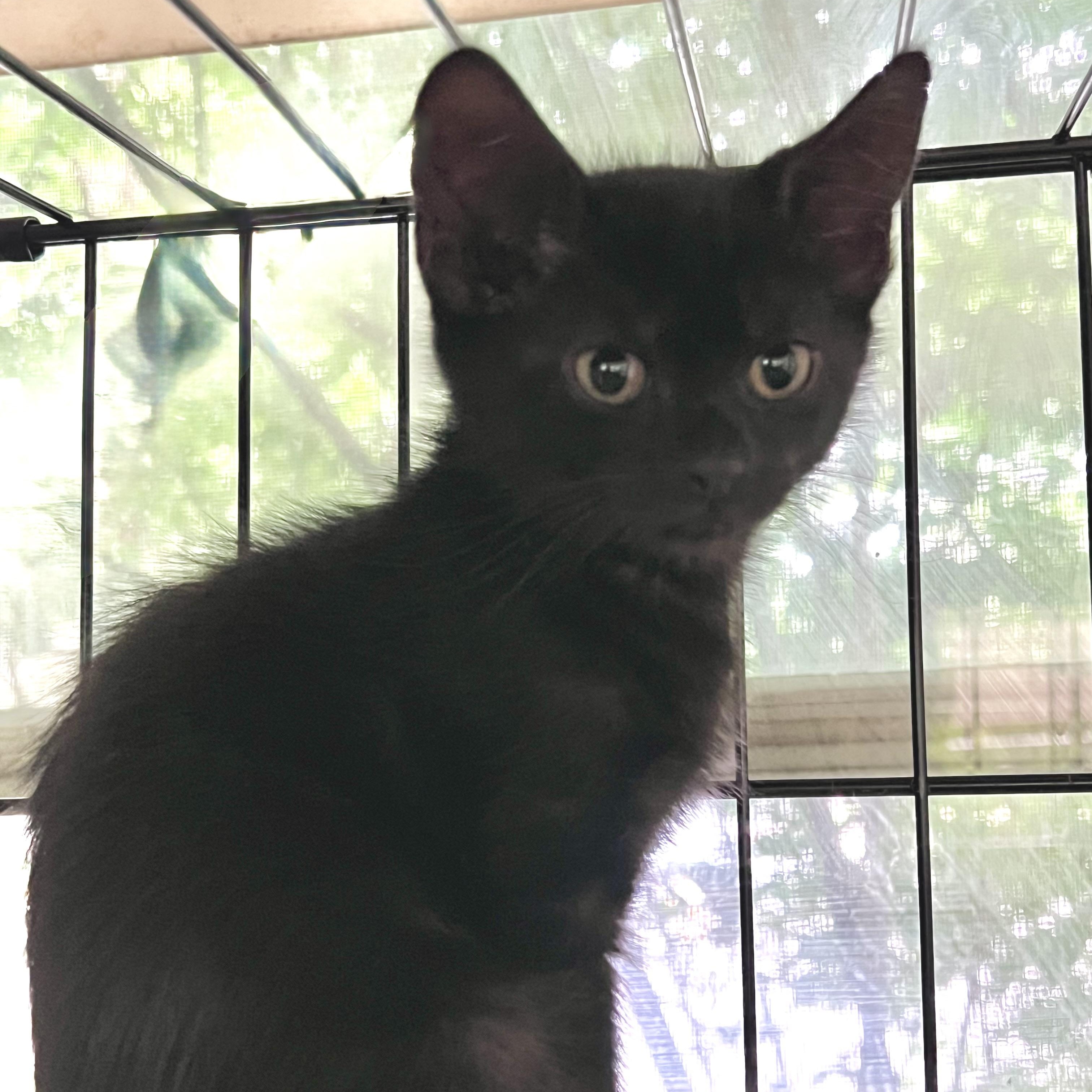 Veruca, an adopted Domestic Short Hair in Maplewood, NJ image 3/5