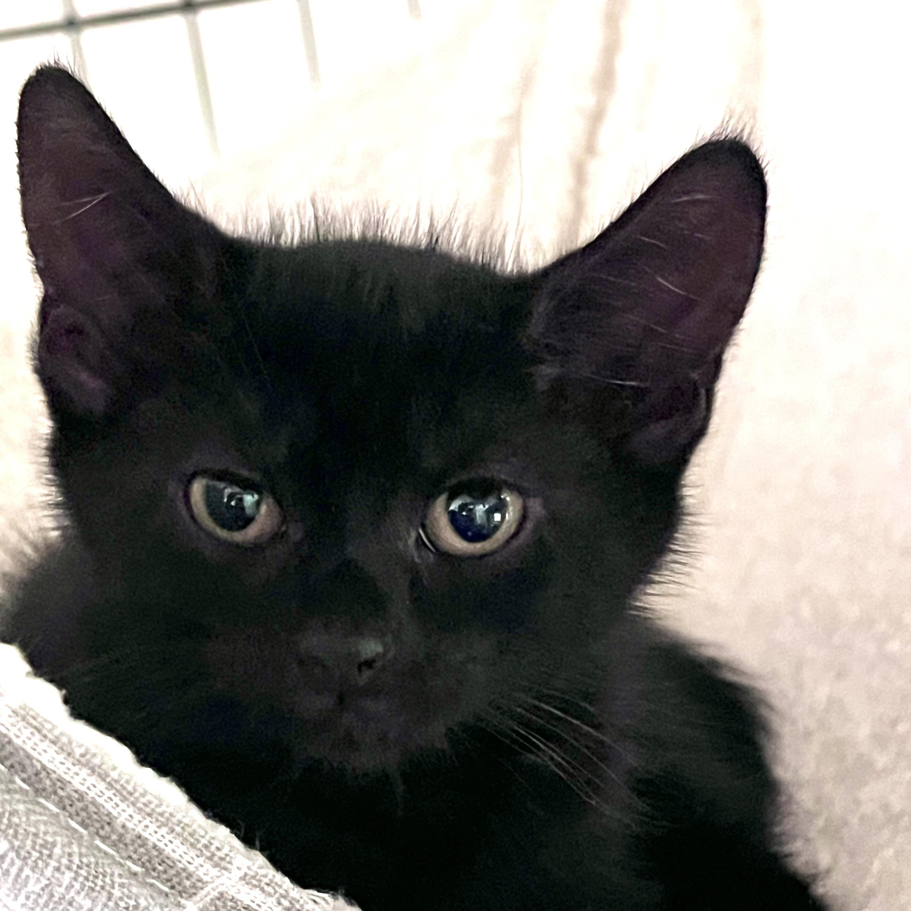 Veruca, an adopted Domestic Short Hair in Maplewood, NJ image 4/5