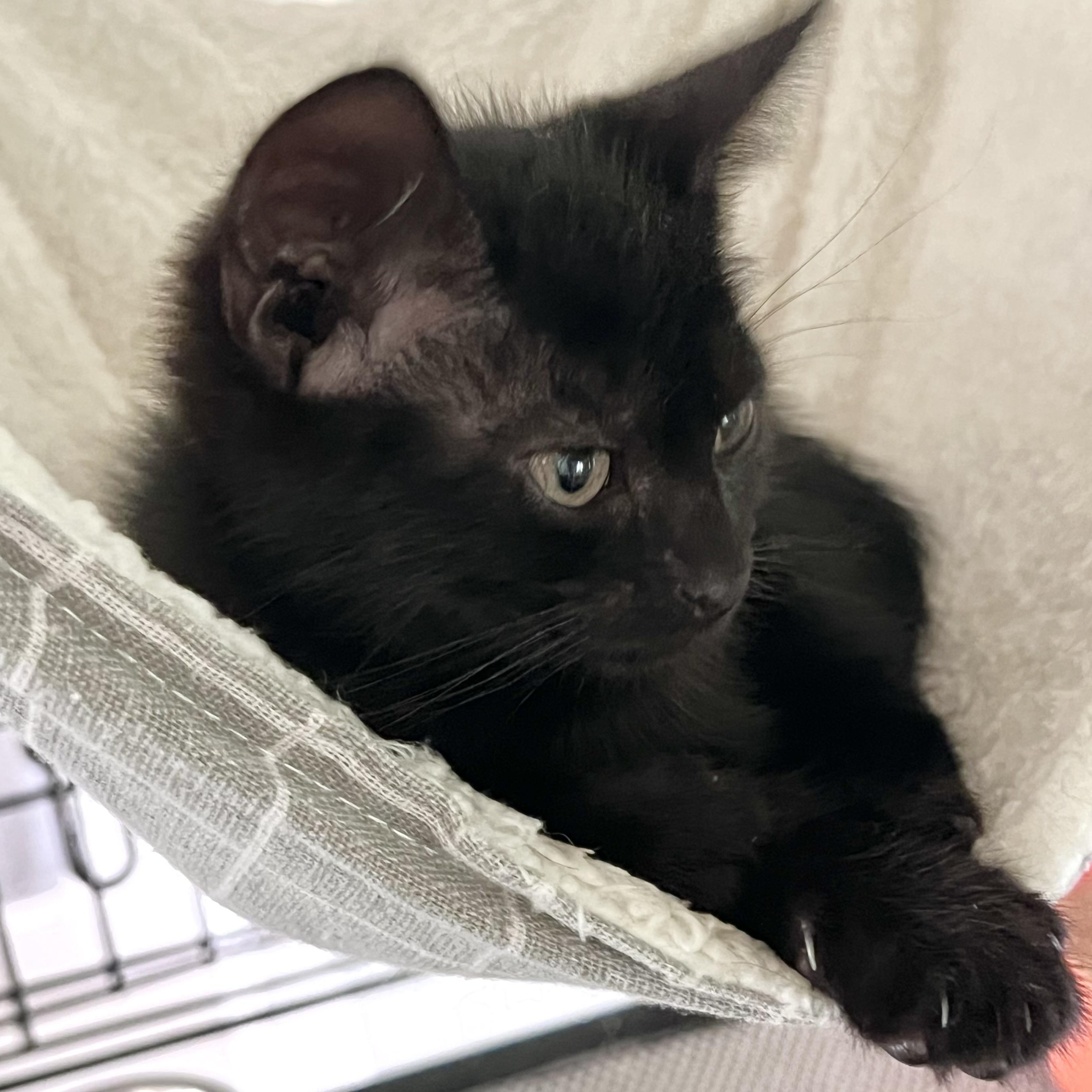 Veruca, an adopted Domestic Short Hair in Maplewood, NJ image 5/5